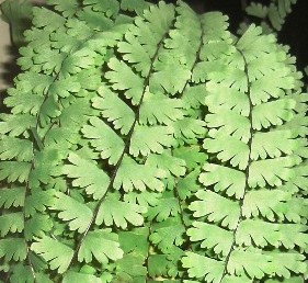 Adiantum caudatum